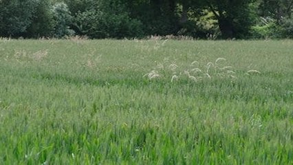 tares above the wheat: far view